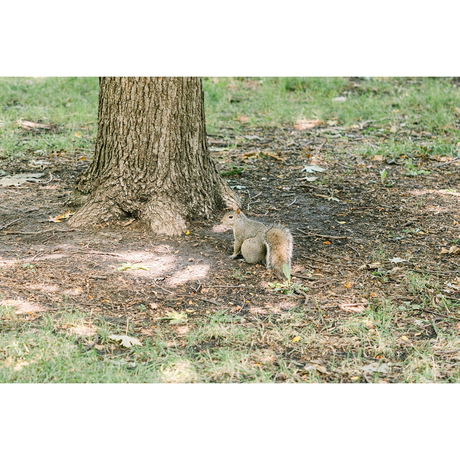Rachel specifically requested this picture of a squirrel. Would be a shame if no one ever saw it.
