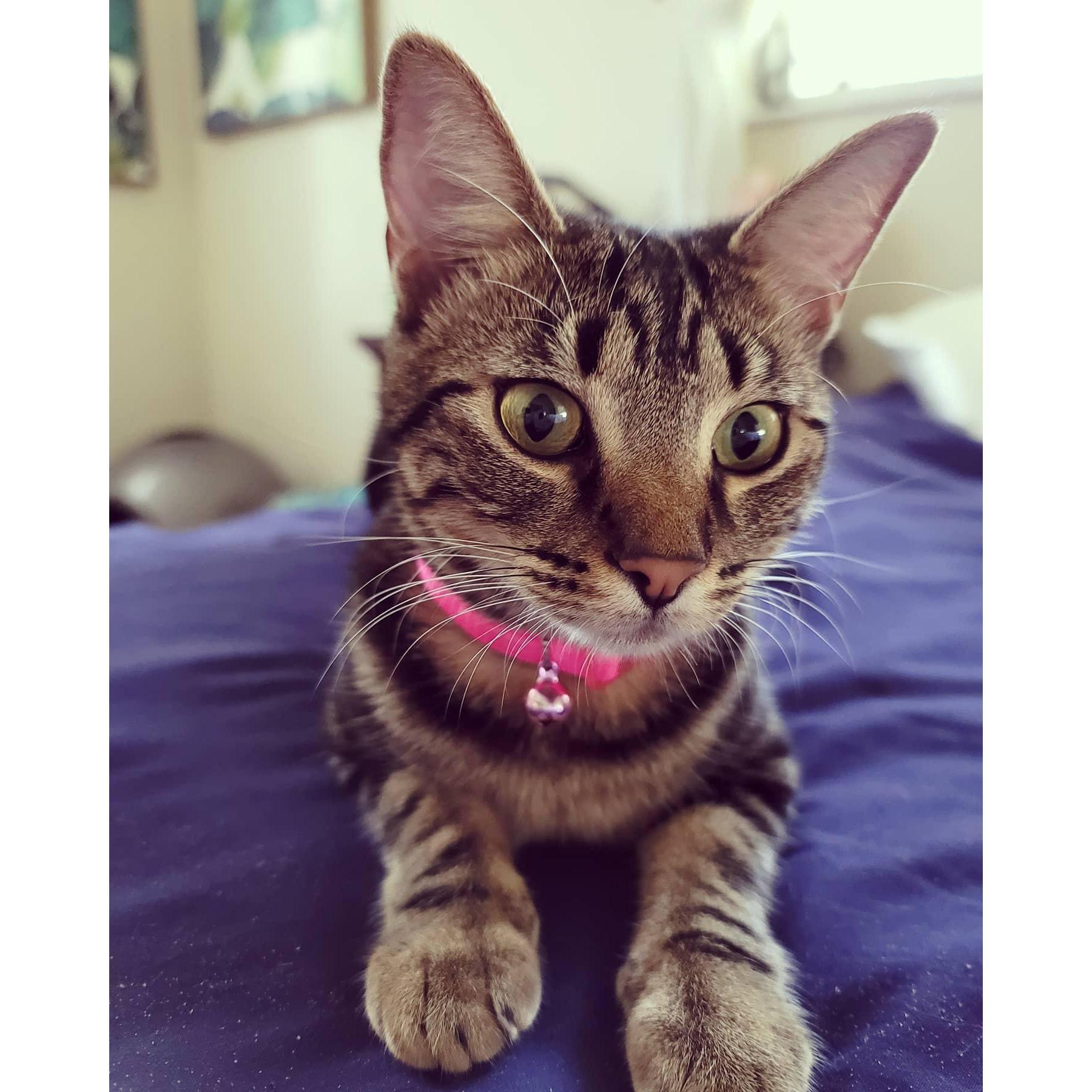 Penelope