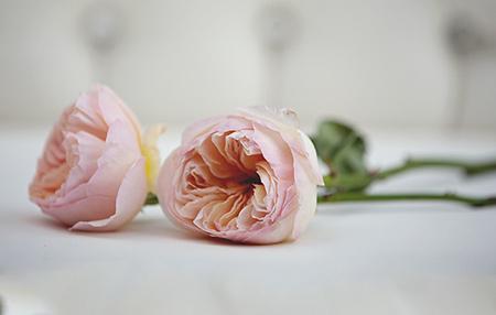 The Wedding Website of Faith Rummel and Patrick Brassil