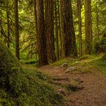 Ancient Groves Main Trailhead