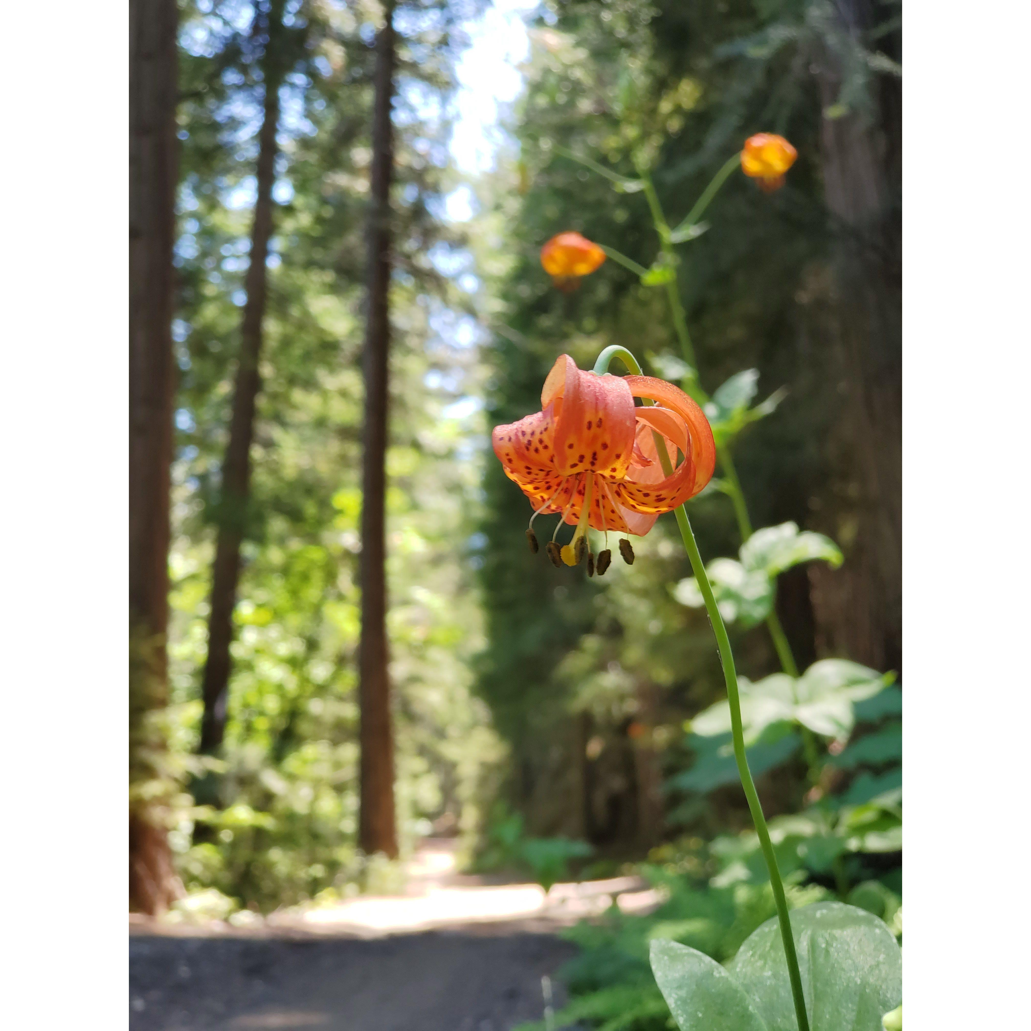 Leopard lily on the driveway.
