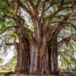Árbol del Tule