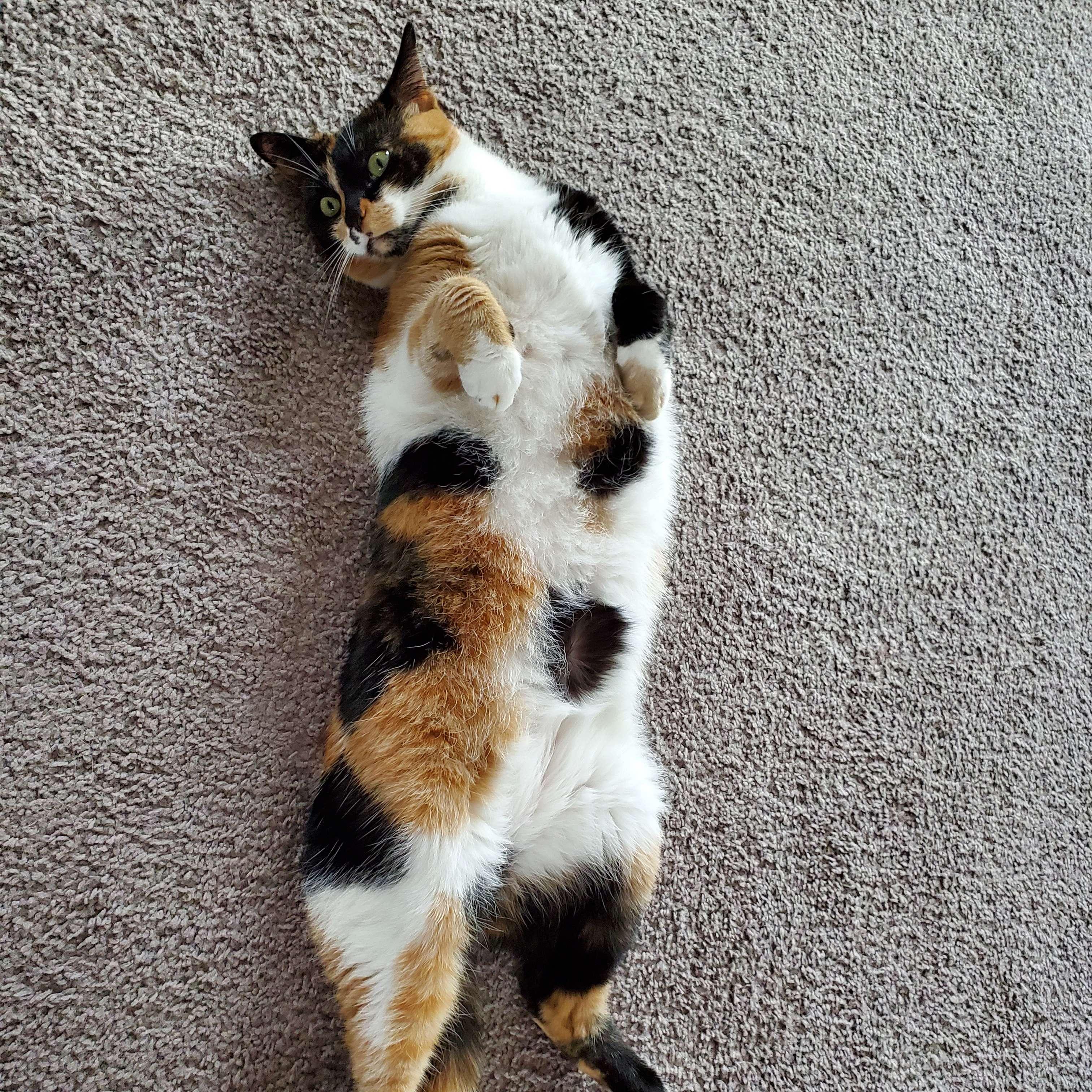 Sammy, or as we like to call her, Sam Sam :)