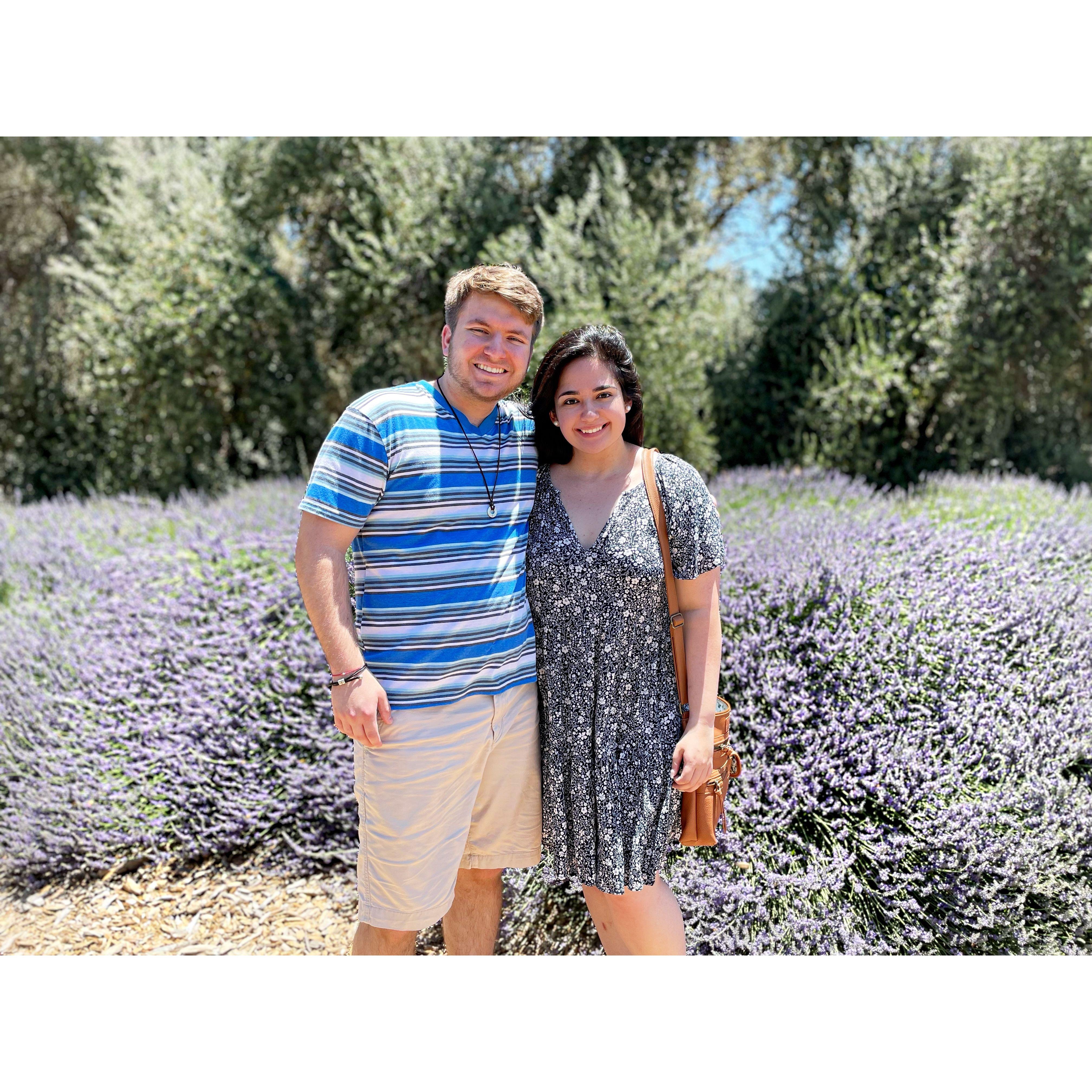 the most gorgeous lavender fields!