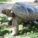 Reptile Gardens