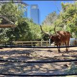 Houston Zoo