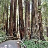Muir Woods National Monument