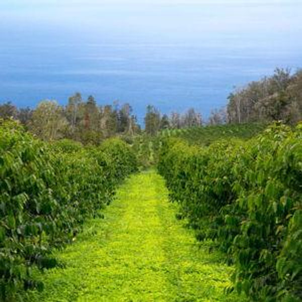 Kona Coffee Farm