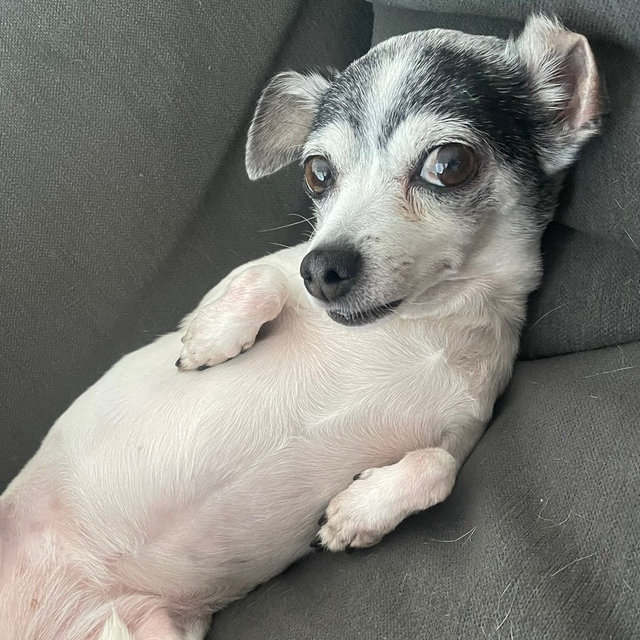 Tuna’s Bottomless Cheese Fund