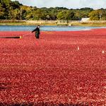 Cranberry Bog Tours
