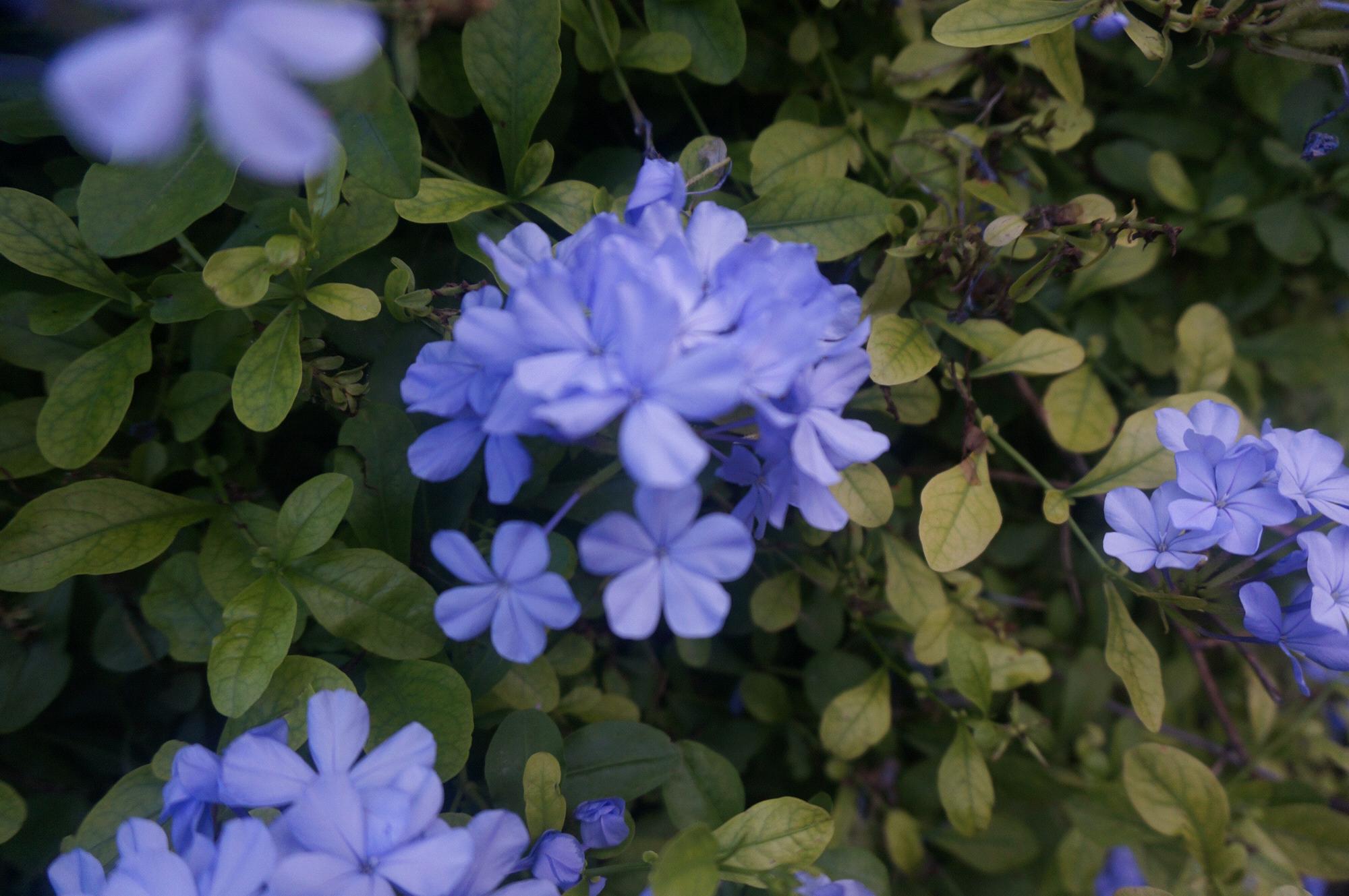 More flowers along the Riverwalk...