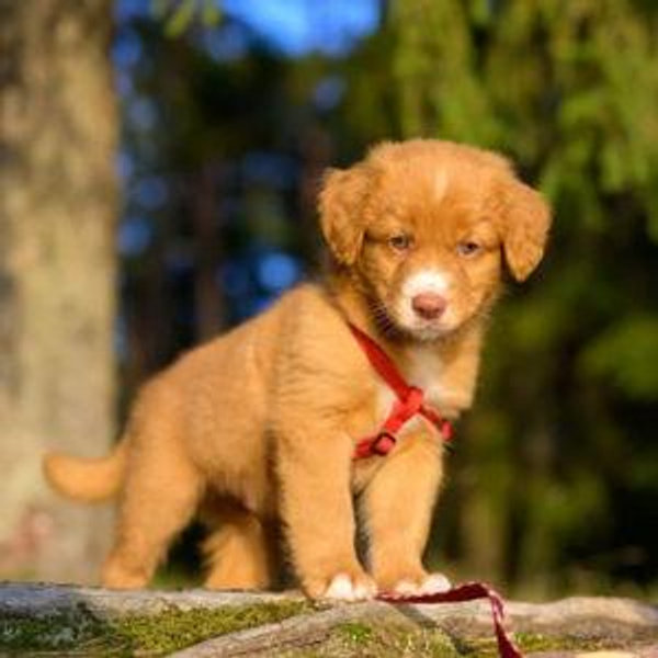 Dog for Isabela Fund (Stefano Will Know Who Funds It…)