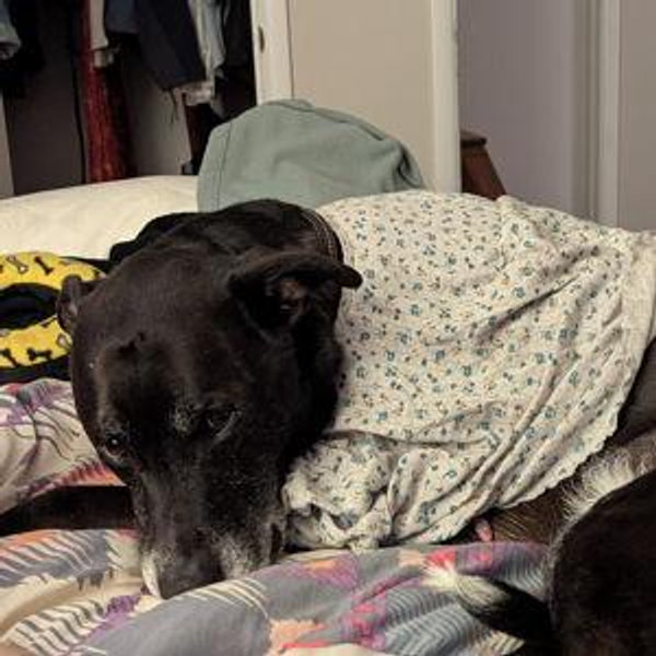 Pet Boarding Fund