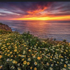 Sunset Cliffs - San Diego Print