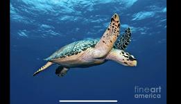 The Karen Beasley Sea Turtle Rescue and Rehabilitation Center