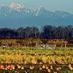 Remlinger Farms