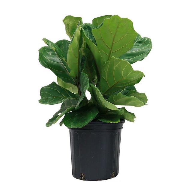 Live 10" Ficus Pandurata Bush Plant