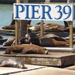 PIER 39