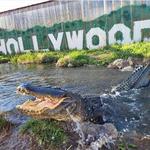 Colorado Gators Reptile Park