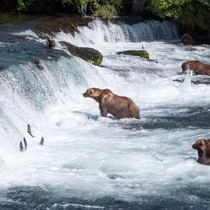 Alaskan bear wildlife tour