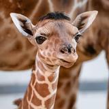 Toledo Zoo