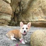 Del Mar Dog Beach