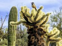 Arizona-Sonora Desert Museum