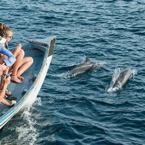 Dolphin Excursion On Our Honeymoon