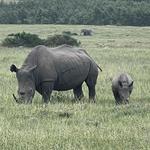 Gondwana Game Reserve