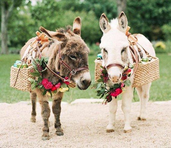 The Wedding Website of Sierra Hope Eyestone Wood and Daniel Alejandro Fariñas Lugo