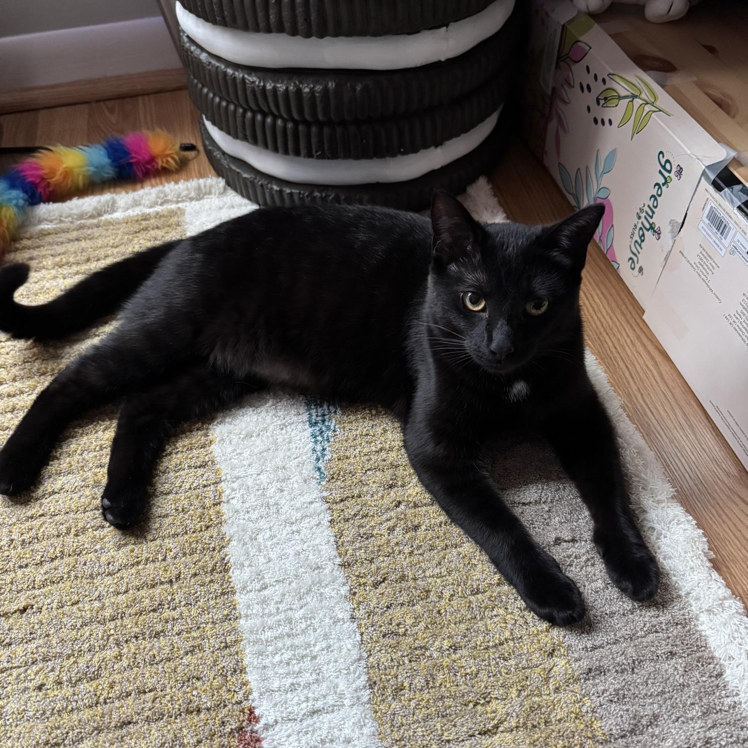 Ebi, nonchalant