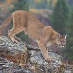 Arizona-Sonora Desert Museum