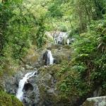 Main Ridge Forest Reserve