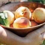 Thierbach Orchards & Berry Farm