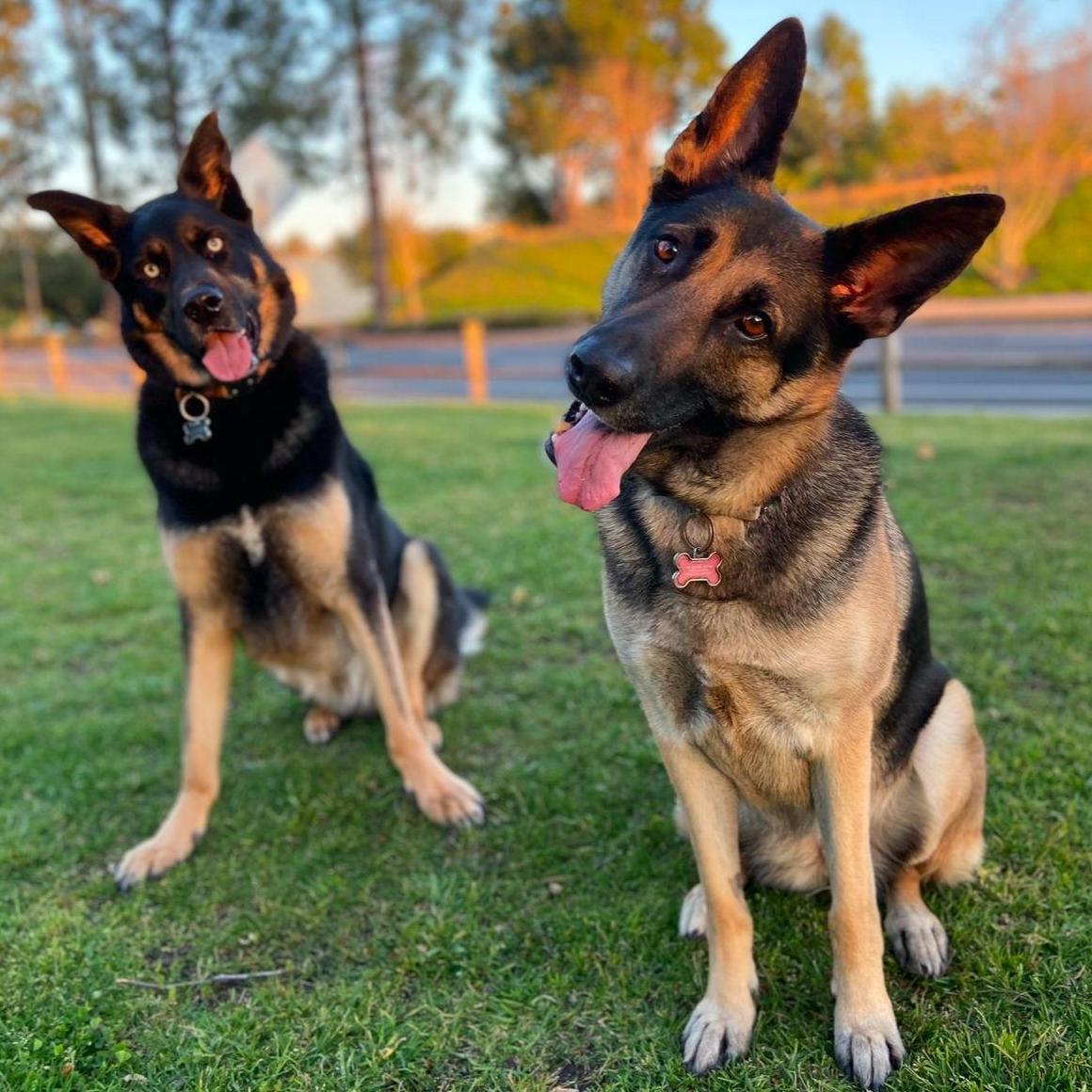 Our sweet pups