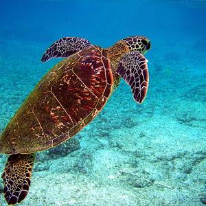 Molokini & Turtle Town Snorkel Tour