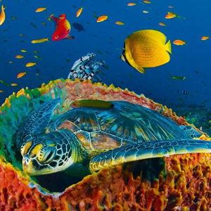 Moloniki & Turtle Reef Snorkeling