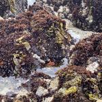The Great Tidepool