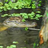 Beyond the Bayou Swamp Tours
