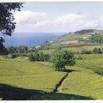 Gorreana Tea Factory