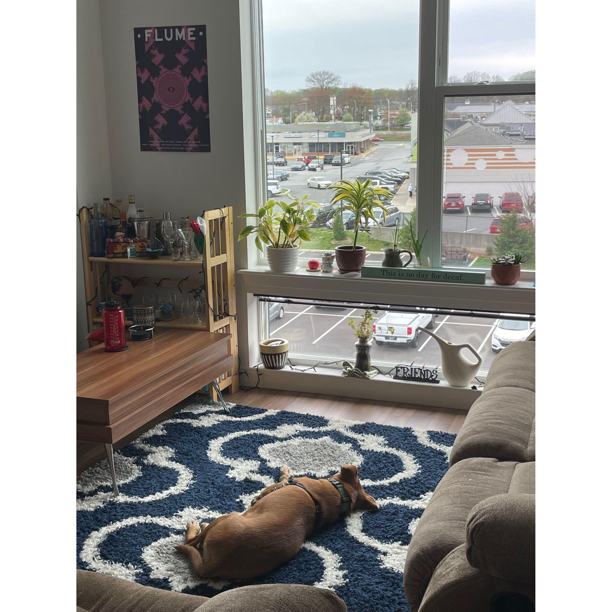 JULY 2022: Jared and Lindsay moved in together in Wilmington, DE... followed by their newest addition, Rocco, in April of 2023