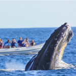 Cabo San Lucas Tours