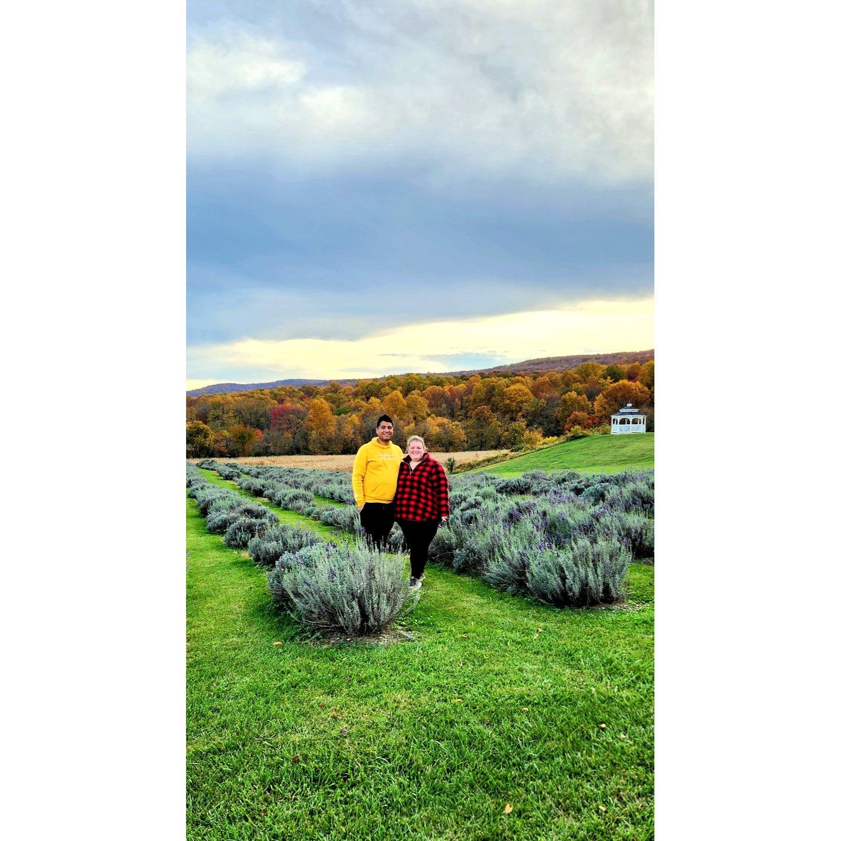 Lavender Fields