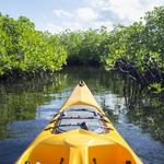 Mangrove Tunnel Kayak Ecotour