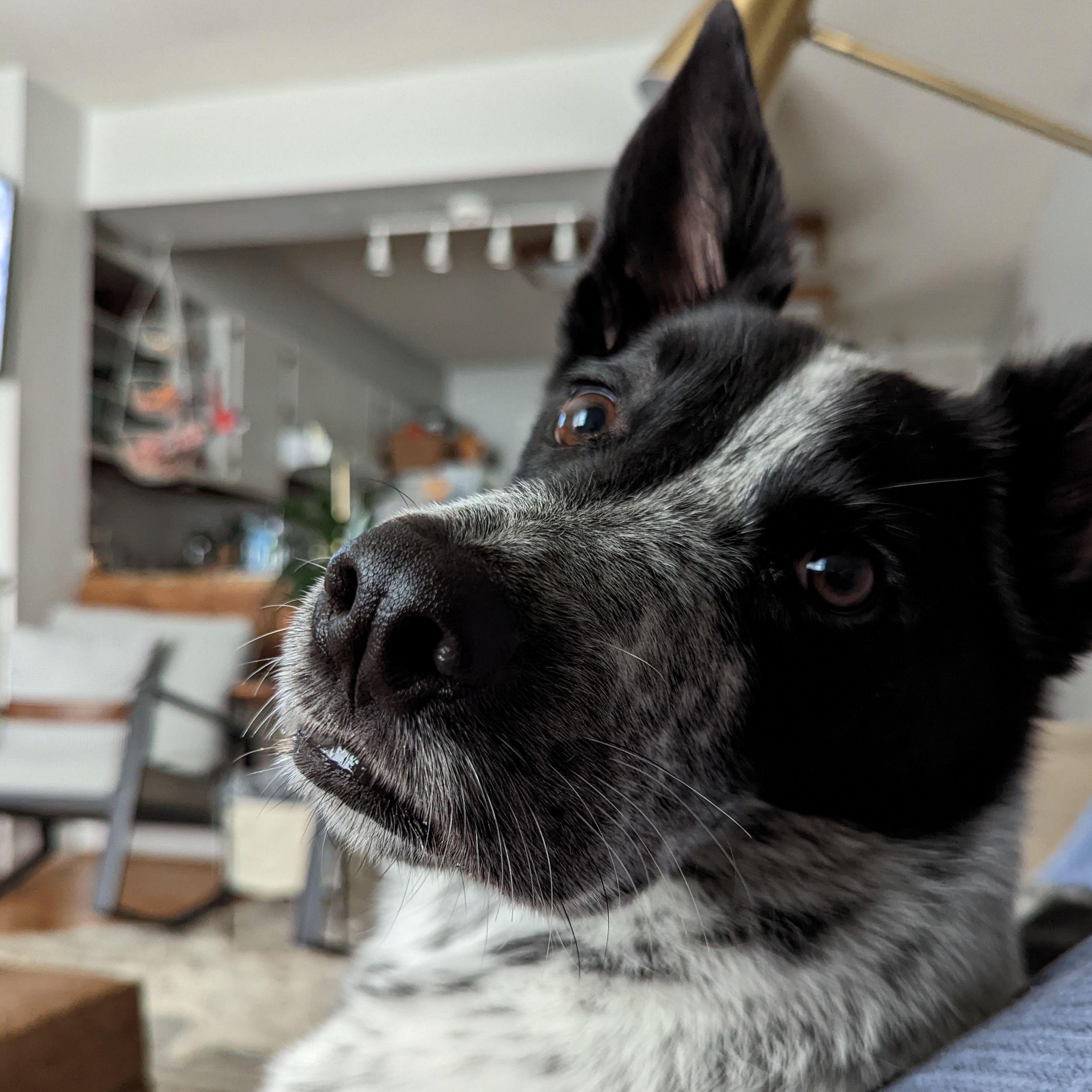 Our sweet guy, Duncan (Dunks)
