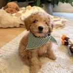 Come play with Ollie!!