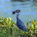 Brazos Bend State Park