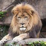 Lincoln Park Zoo