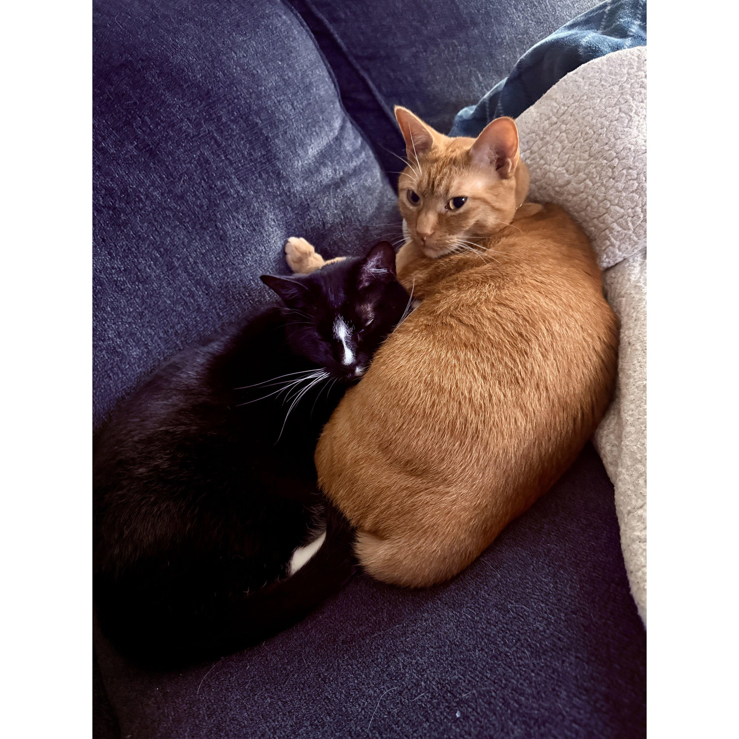 The Cats!
