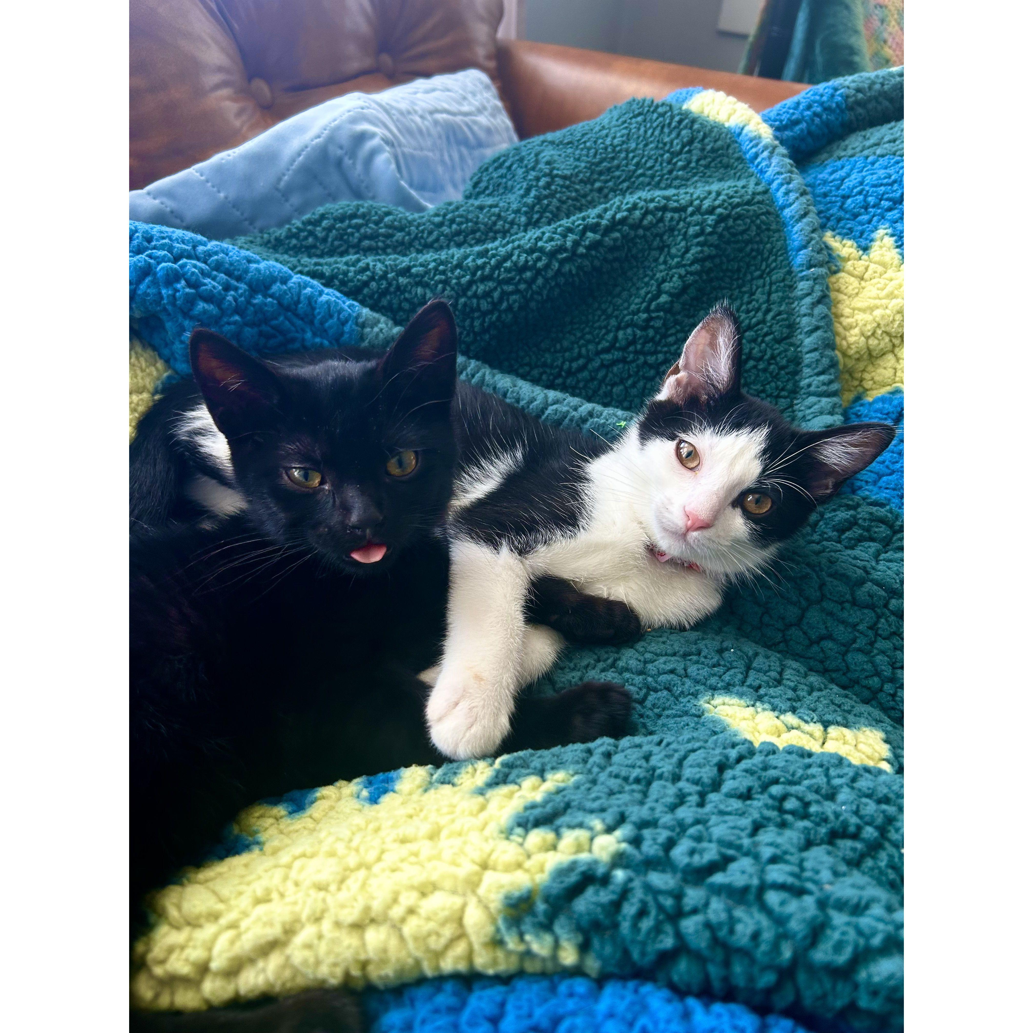 Introducing Juniper (right) and Cricket (left). Adopted on July 4, 2023, at 2 months old. We got them on our 3rd day living together!